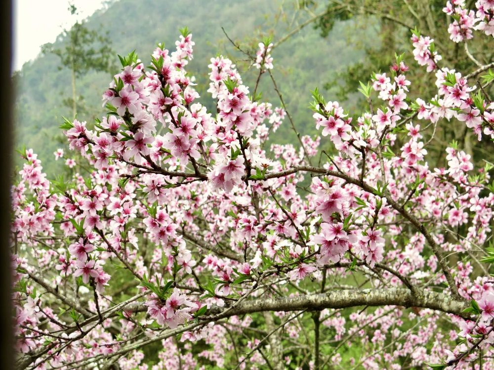 Chùm ảnh: Rực rỡ sắc đào ở Lô Lô Chải - 19