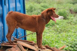 Giống chó đuôi cộc rất lạ ở Hà Giang, vô cùng tinh khôn, giá tới 100 triệu/con