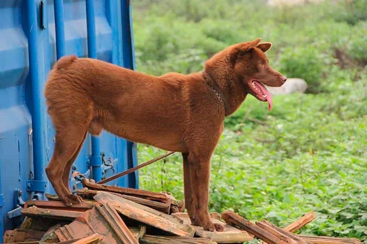 Giống chó này có thể giúp gia chủ giữ nhà, giữ cửa. Chúng thông minh lanh lợi, trí nhớ tốt và trung thành với chủ
