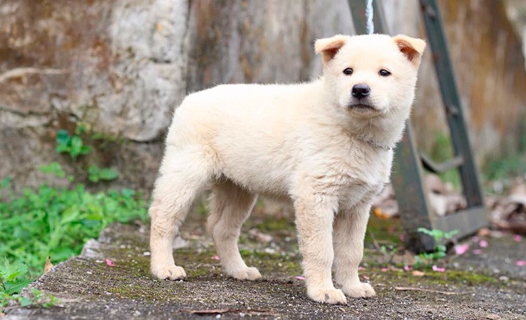 Ở Hà Giang, nhiều người đang mở rộng mô hình nuôi giống chó này để kiếm thêm thu nhập.
