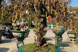 Cây ăn quả ở quê thành bonsai, có cặp  " tuyệt thế "  đại gia trả 10 tỷ chủ vẫn không màng tới