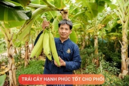 Tin tức sức khỏe - Loại quả được mệnh danh là “trái cây hạnh phúc”, rất giàu dinh dưỡng cho phổi, nhưng thường bị người Việt bỏ qua