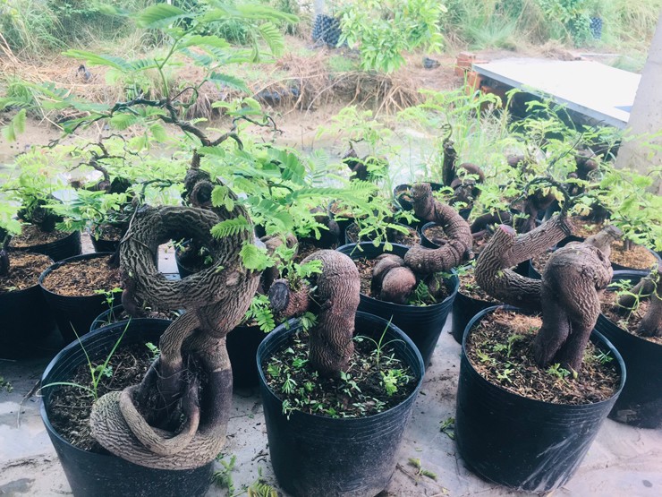 Trên thị trường cây cảnh từ trước tới nay có sự xuất hiện của nhiều cây me bonsai có giá trị "siêu khủng" thu hút sự chú ý của giới chơi cây. 
