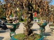 Cây ăn quả ở quê thành bonsai, có cặp "tuyệt thế" đại gia trả 10 tỷ chủ vẫn không màng tới