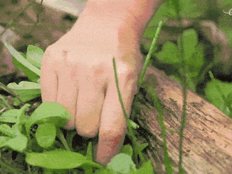 Đặc sản 'trời ban' ở miền Bắc có vị lạ, người dân hái về làm món trứ danh