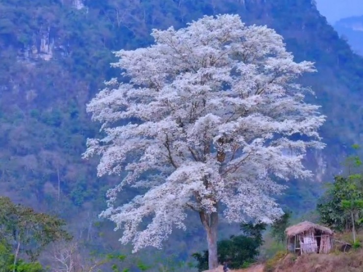 Cây sưa cô đơn nở hoa trắng muốt thành điểm check - in nổi tiếng ở Si Ma Cai