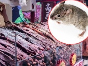 Thị trường - Tiêu dùng - Nhiều nhà hàng bán thịt chuột khô gây tranh cãi, giá hơn 1 triệu/kg