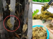 Thị trường - Tiêu dùng - Kỳ lạ “tổ yến” mọc trên cây tre, hóa ra là đặc sản siêu quý hiếm, giá gần 700.000đ/kg