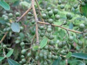 Thị trường - Tiêu dùng - Quả rừng toả mùi thơm lạ, xưa rụng đầy nay quý như vàng, dân hái bán 200.000 đồng/kg