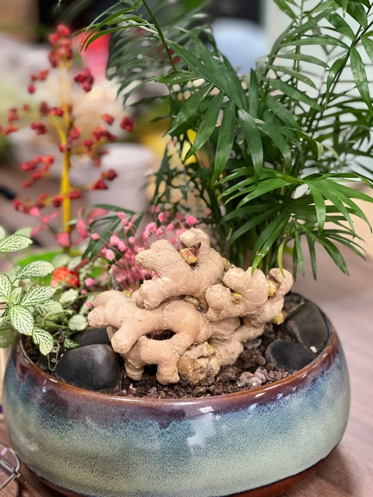 Trồng bonsai gừng là cách để người trẻ thư giãn 