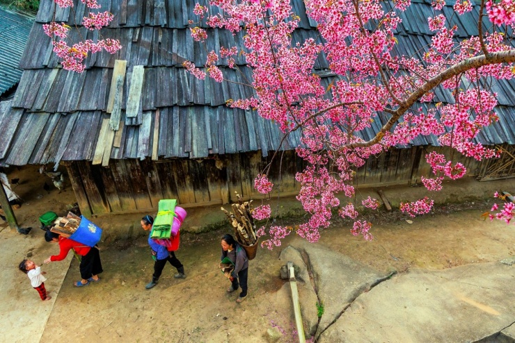 Hoa anh đào rực hồng trên các mái nhà bằng gỗ pơmu tại bản Phà Nọi. (Ảnh: Sách Nguyễn).