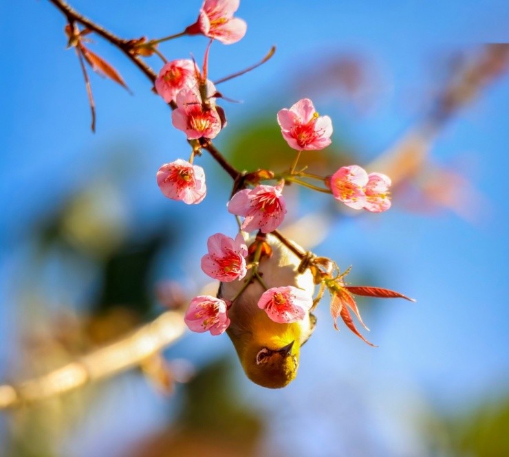 Do điều kiện thời tiết, thổ nhưỡng nên hoa anh đào nơi đây có cánh dày, nhụy hồng đậm, màu hồng nhạt lan dần ra đầu cánh hoa. (Ảnh: Sách Nguyễn).