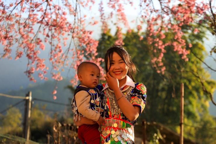 Năm nay có thêm nhiều cây anh đào nhỏ dọc theo tuyến đường tỉnh lộ 543D qua huyện Kỳ Sơn cũ đã nở hoa mùa đầu tiên. (Ảnh: Sách Nguyễn).