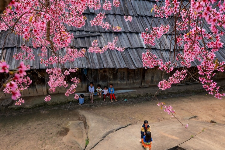 Từ năm 2023 đến nay, nhiều người dân cũng bắt đầu lấy giống cây anh đào về để trồng trước nhà mình làm cảnh. Hiện tại, nhiều địa bàn thuộc huyện Kỳ Sơn cũ đã trồng cây anh đào nhằm thu hút khách du lịch. 