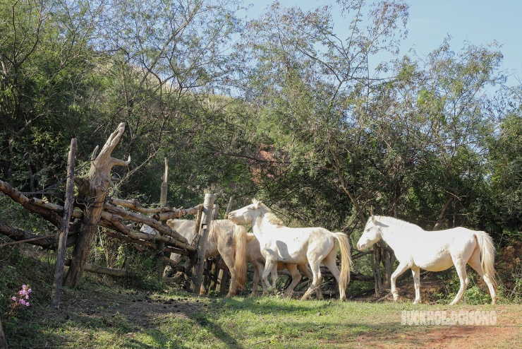 Ngựa bạch được thả theo đàn, tự kiếm ăn trên đồng cỏ và sườn núi, tạo nên cảnh chăn nuôi đặc trưng của vùng cao xứ Lạng.