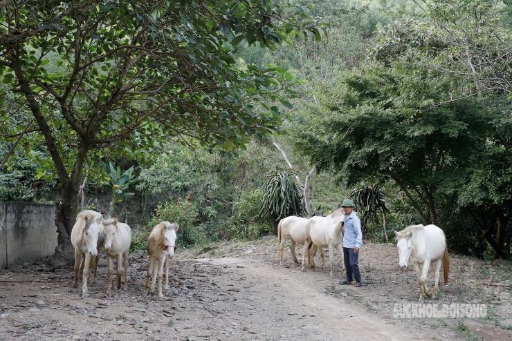 Loài ngựa quý hiếm được ví như 'vàng trắng' giúp người dân xứ Lạng đổi đời, xây nhà mua xe - 4