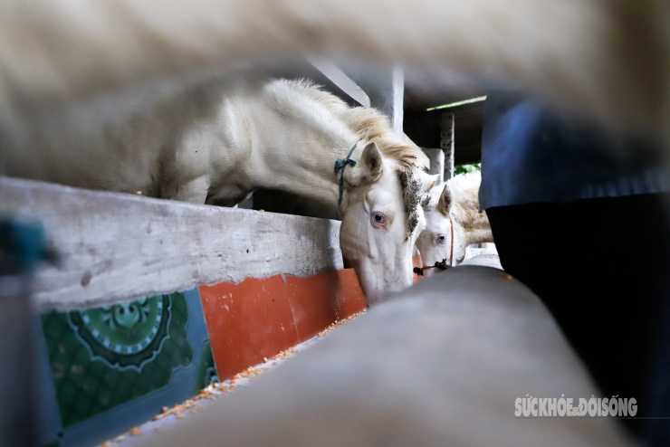 Việc chăm sóc, cho ăn được thực hiện thủ công, dựa trên kinh nghiệm lâu năm của người dân địa phương.