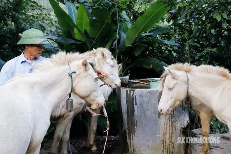 Loài ngựa quý hiếm được ví như 'vàng trắng' giúp người dân xứ Lạng đổi đời, xây nhà mua xe - 5