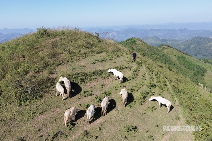 Đàn ngựa bạch được chăn thả bán tự nhiên trên triền núi đá vôi ở độ cao gần 1.000m tại xã Quan Sơn (Lạng Sơn).