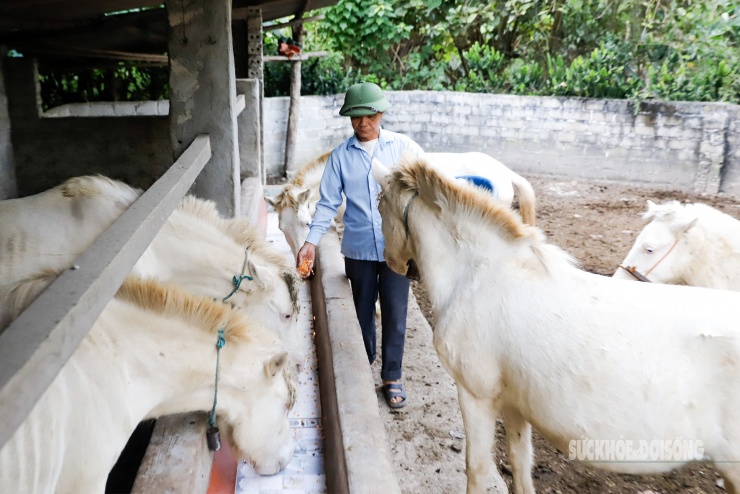 Ngựa bạch trong chuồng nuôi, được bổ sung thức ăn tinh vào buổi chiều sau khi chăn thả.
