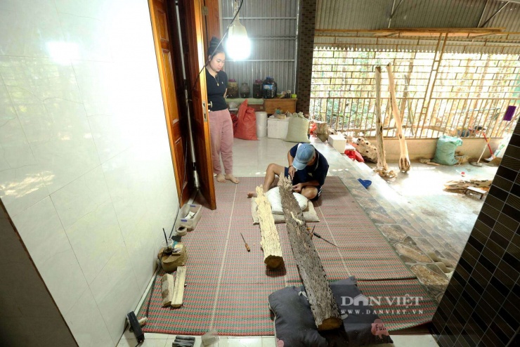 Theo chủ cơ sở trầm hương Hoàng Lan, cây dó trầm được mua cách đây hơn 2 tháng; khi xẻ thân, thương lái địa phương phát hiện có nhiều trầm tốc bông và đơn vị đã trực tiếp đến xem xét, thu mua.