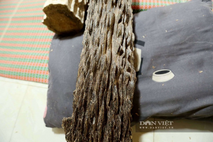 Loại trầm này nổi bật với vân dầu lan tỏa như bông hoa, ăn sâu và phân bố đều trong thớ gỗ, tạo mùi hương dịu ngọt, sâu và bền. Nhờ vẻ đẹp tự nhiên và giá trị phong thủy cao, trầm tốc bông luôn được giới sưu tầm, chơi trầm săn đón, có giá trị kinh tế rất lớn.