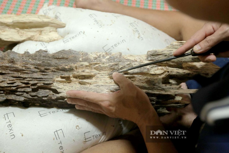 Cận cảnh khối trầm hương tốc bông “trăm năm có một” ở Hà Tĩnh, giá gần 1 tỷ - 9