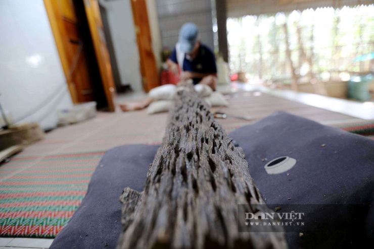 Trao đổi với PV Dân Việt, ông Phan Quốc Thanh – Phó Chủ tịch UBND xã Phúc Trạch cho biết: "Cây dó trầm là một trong những thế mạnh phát triển kinh tế của địa phương, với hơn 400ha trồng dó trầm, mỗi năm mang lại nguồn thu từ 100–130 tỷ đồng. Trong quá trình sản xuất, cơ sở trầm hương Hoàng Lan may mắn phát hiện cây trầm tốc bông hoàn toàn tự nhiên, một loại trầm đặc biệt quý hiếm. Với những người có kinh nghiệm trong tìm kiếm và mua bán trầm, đây được xem là “siêu phẩm” trầm hương “trăm năm có một”. Chính quyền địa phương kỳ vọng khối trầm sẽ được định giá phù hợp, qua đó góp phần nâng cao thu nhập cho người dân và khẳng định thương hiệu trầm hương Phúc Trạch trên thị trường trong và ngoài nước."