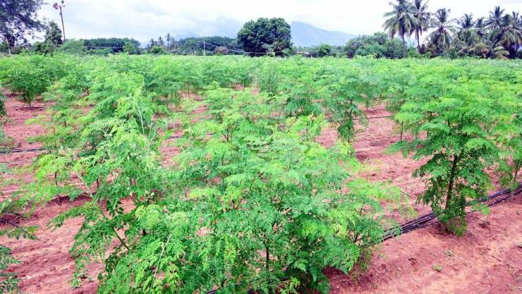 Cây chùm ngây dễ sinh trưởng. Sâu bệnh hại chủ yếu là ốc sên và một số côn trùng nhỏ, ngoài ra rất ít bệnh. Người trồng có thể rải vỏ trứng phơi khô đập vụn rải quanh gốc để hạn chế sên.