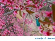 Mùa hoa anh đào bung nở nơi miền biên viễn Nghệ An