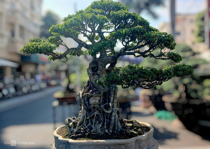 Chậu sanh 50 năm tuổi được trưng tại hội chợ ở phường Gò Vấp sáng 31/12. Ảnh: Thi Hà