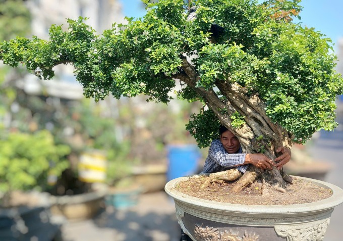 Nguyệt quế dáng bay của vườn nhà ông Hoàng đang được rao bán 120 triệu đồng. Ảnh: Thi Hà