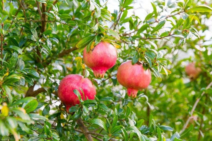 Ở Thổ Nhĩ Kỳ, quả lựu không chỉ đơn thuần là một loại trái cây, mà còn được coi là biểu tượng mạnh mẽ của may mắn, thịnh vượng và sung túc. (Ảnh: Thenationalnews)