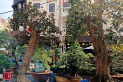 Cây cảnh cổ thụ 50 năm tuổi 'xuống phố tìm khách sớm'