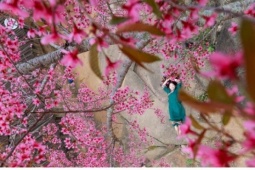 Mùa hoa anh đào bung nở nơi miền biên viễn Nghệ An