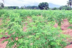 Nghề lạ ở Việt Nam: Loại rau được ví như "tổ yến của người nghèo", trồng 3 tháng cho thu hoạch thành đặc sản hút khách