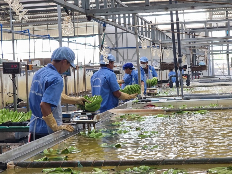 Xuất khẩu chuối dự báo có nhiều tiềm năng trong tương lai.