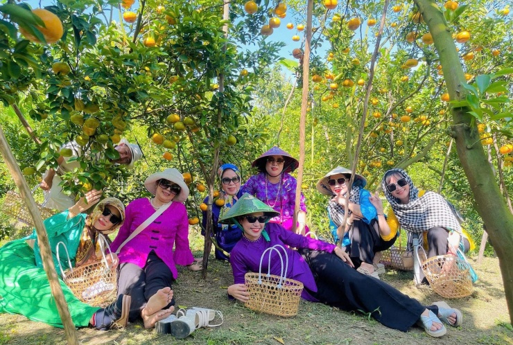 Vườn quýt hồng Lai Vung vào mùa chín rộ, thu hút đông đảo du khách. Ảnh: T.X