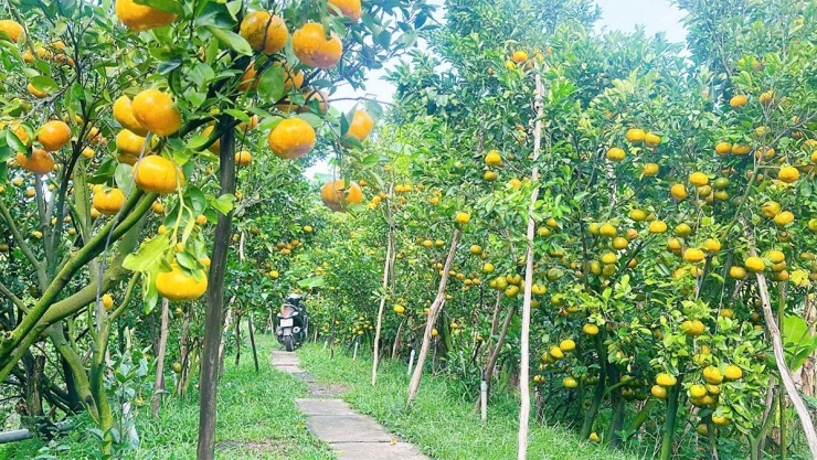 Những vườn quýt hồng tại Đồng Tháp chuyển sắc vàng cam rực rỡ, sẵn sàng đón khách tham quan. Ảnh: T.X