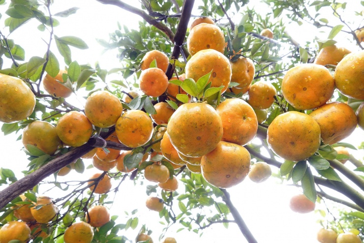 Quýt hồng trĩu quả, đặc sản trứ danh của Đồng Tháp vào mùa đẹp nhất trong năm. Ảnh: T.X