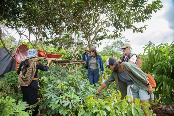 Khách Tây trải nghiệm hái cà đắng, lá mỳ làm món ăn đặc sản của người địa phương.