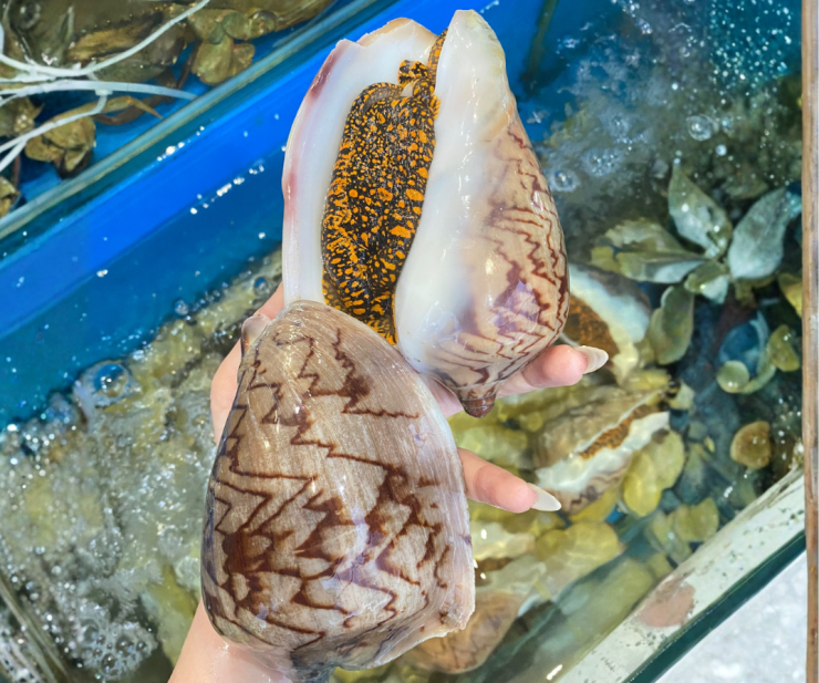 Ốc giác là món đặc sản có thể thấy nhiều ở vùng biển ở Việt Nam. Sở hữu hương vị thơm ngon, chắc thịt, ốc giác được nhiều người ưa chuộng.