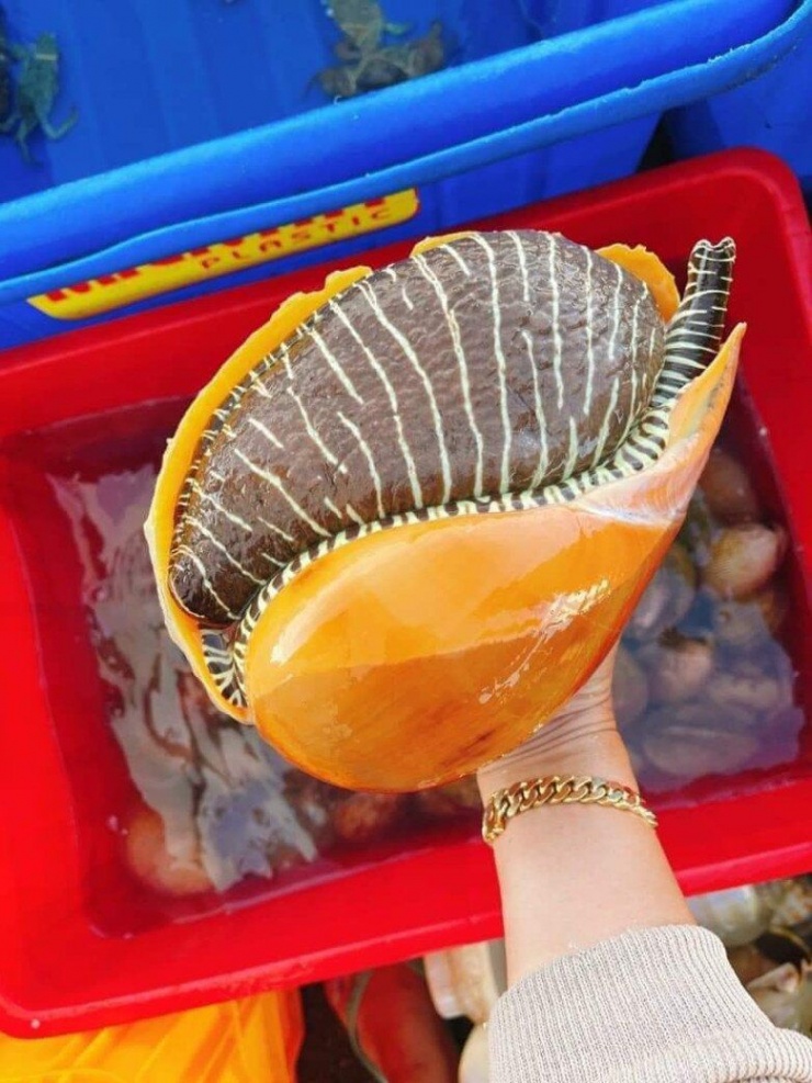 Chính sự hiếm hoi ấy đã đẩy giá ốc giác lên mức cao. Trên thị trường, những con ốc giác lớn thường được cân ký và bán theo từng con.