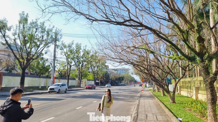 Hàng sưa vào mùa thay lá trên tuyến đường Trần Hưng Đạo trở thành điểm hút giới trẻ check-in những ngày này.