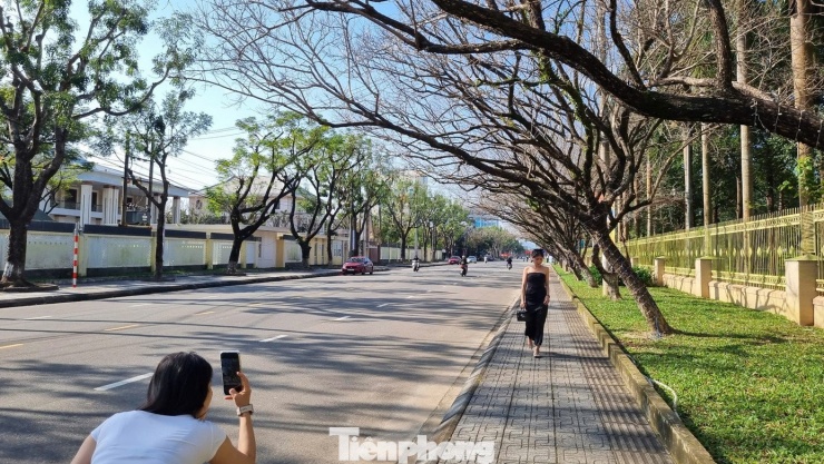 Mê mẩn check-in hàng sưa khẳng khiu ngả bóng đẹp như trong phim - 2