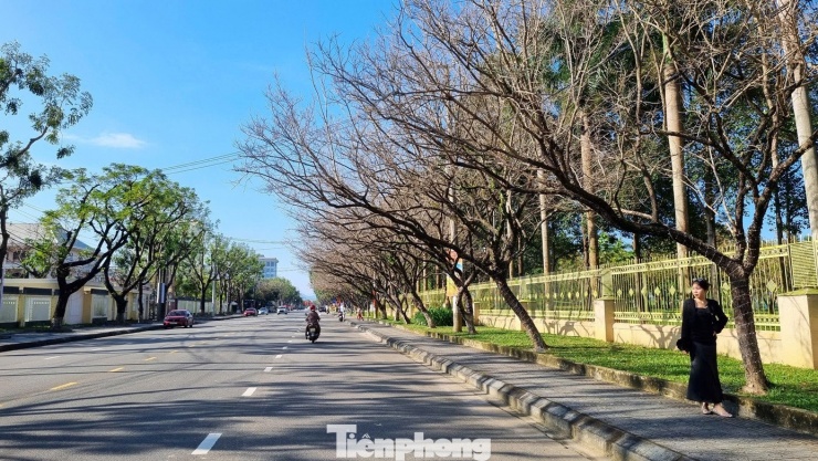 Nếu như vào mùa hạ, tuyến đường này vàng rực hoa sưa thì nay khi cây trụi lá vẫn có sức hấp dẫn riêng với bạn trẻ