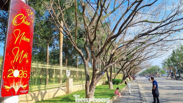 Mê mẩn check-in hàng sưa khẳng khiu ngả bóng đẹp như trong phim - 11