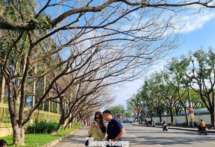 Mê mẩn check-in hàng sưa khẳng khiu ngả bóng đẹp như trong phim - 15