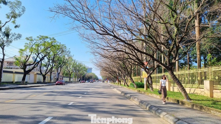 Mê mẩn check-in hàng sưa khẳng khiu ngả bóng đẹp như trong phim - 16
