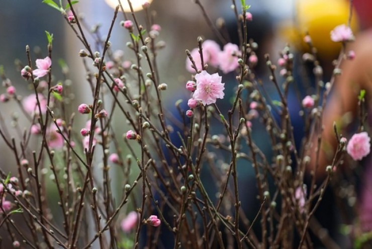 Lập xuân 2026 là ngày nào?